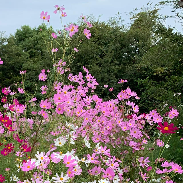 コスモスの種  エンジ色 ＆ ピンク各種mix 約1000粒　令和2年収穫 ハンドメイドのフラワー/ガーデン(プランター)の商品写真
