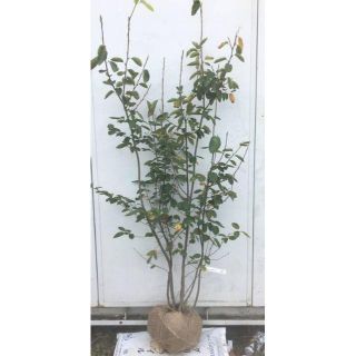 《現品》ジューンベリー 株立ち　樹高1.6ｍ（根鉢含まず）26【果樹苗木/植木】(その他)