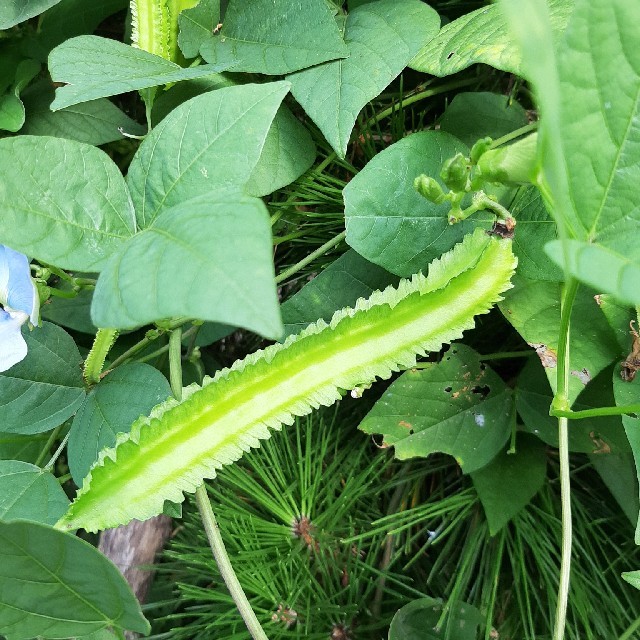 シカクマメの種　6粒 食品/飲料/酒の食品(野菜)の商品写真