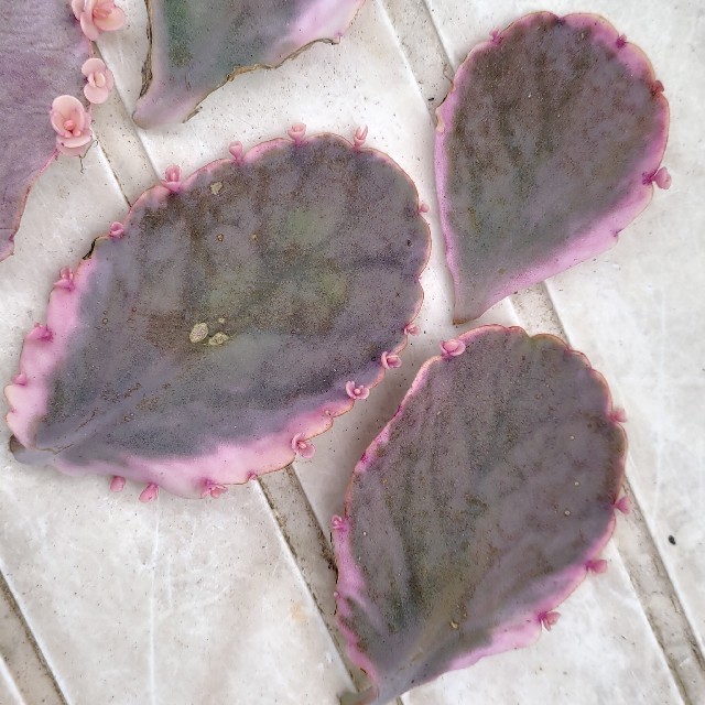 多肉植物◎胡蝶の舞錦　葉挿し5枚 ハンドメイドのフラワー/ガーデン(その他)の商品写真