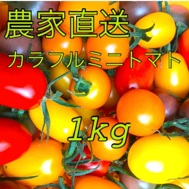 農家直送！採れたてカラフルミニトマト 1kg(箱込)  食品/飲料/酒の食品(野菜)の商品写真