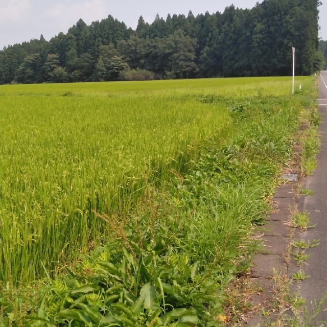 令和2年産新米栃木県特一等米コシヒカリ玄米20キロ無農薬にて作った米