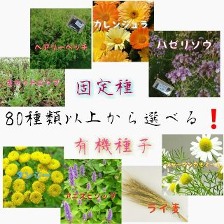 野菜の種 ハーブの種 エディブルフラワー 固定種 有機種子 家庭菜園 水耕栽培(野菜)