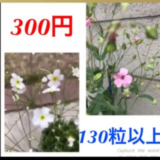 アンドロサセスターダスト 80粒と、 ピンクかすみ草　50粒(その他)