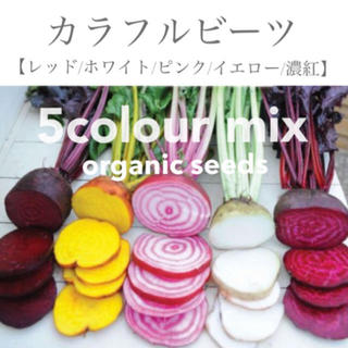 ◆カラフルビーツ　5色mix   　【オーガニック種子】【50粒/各色10粒】(その他)