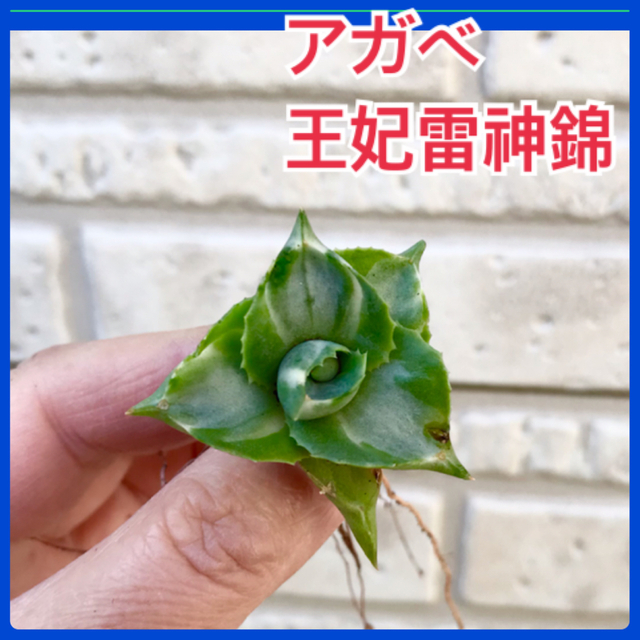 アガベ 王妃雷神錦&ハオルチア ロゼア 4苗 H.rosea N1 多肉植物 苗 ハンドメイドのフラワー/ガーデン(プランター)の商品写真