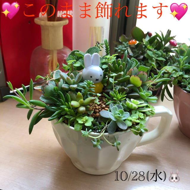 多肉植物❤︎寄せ植え❤︎そのまま飾れます❤︎うさぎさん❤︎森の探検🐰 ハンドメイドのフラワー/ガーデン(その他)の商品写真