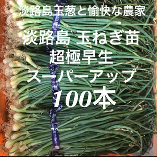 淡路島 玉ねぎ苗 超極早生 スーパーアップ 100本 たまねぎ苗 玉葱苗