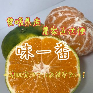 愛媛県産極早生みかん家庭用約5kg(フルーツ)