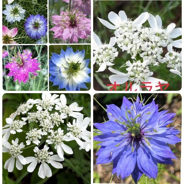 秋まき花の種 花の種 花種 オルラヤ ニゲラの通販 By コロちゃん S Shop ラクマ 秋まき花の種 花の種 花種 オルラヤ ニゲラの通販 By コロちゃん S Shop ラクマ