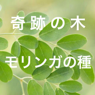 【スーパーフードの種子】奇跡の木 モリンガの種20粒 ハーブ タネ 美容健康(野菜)