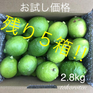 『お試し価格‼︎』山口県産　レモン2.8kg （無農薬ではありません！）(フルーツ)