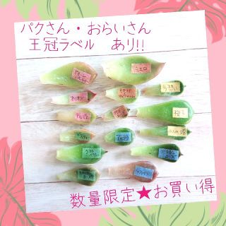 お買い得‼️‼️ブランド品種あり‼️多肉植物葉挿しセット(その他)