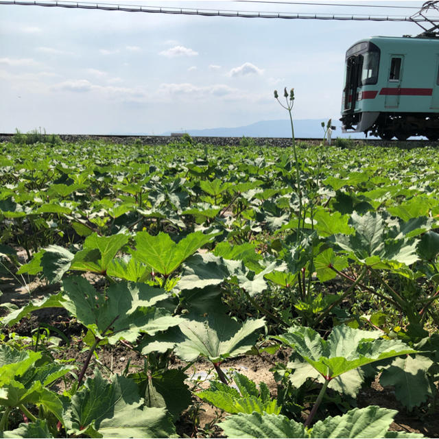 福岡県産★オクラ3kg 栽培期間中農薬不使用　朝摘み 食品/飲料/酒の食品(野菜)の商品写真