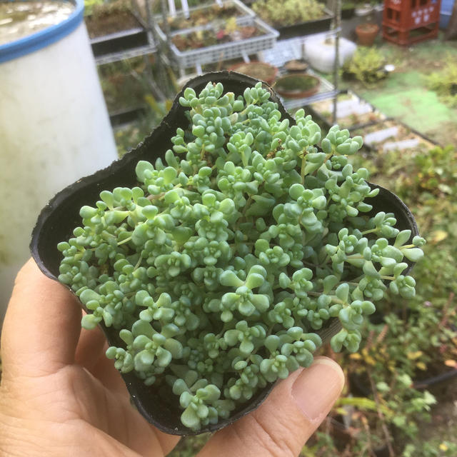 多肉植物　パープルヘイズ❣️もりもり ハンドメイドのフラワー/ガーデン(その他)の商品写真