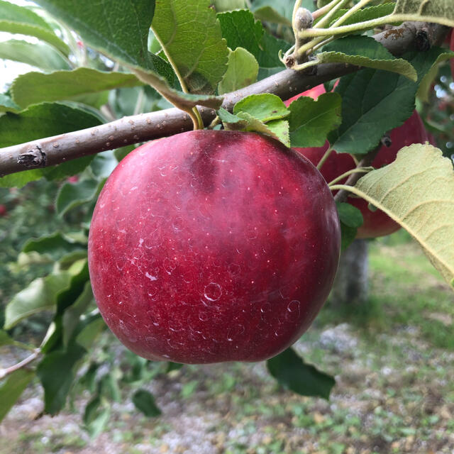 青森りんご 葉とらず 紅玉 10kg 一般用 食品/飲料/酒の食品(フルーツ)の商品写真