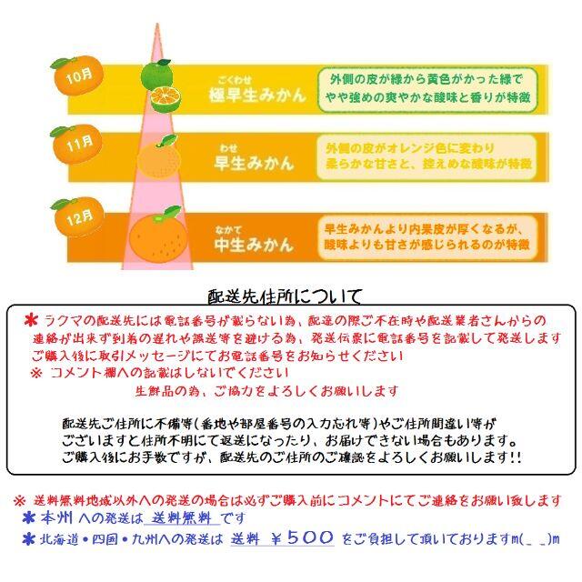 みかん 10kg🍊訳あり ご家庭用 不選別 湯河原みかん数量限定.... 食品/飲料/酒の食品(フルーツ)の商品写真