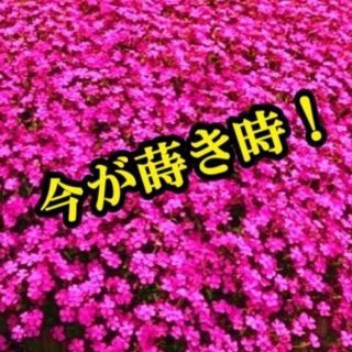 シレネ・ピンクパンサーの種　200粒以上 フクロナデシコ　花の種　今が蒔き時！(その他)