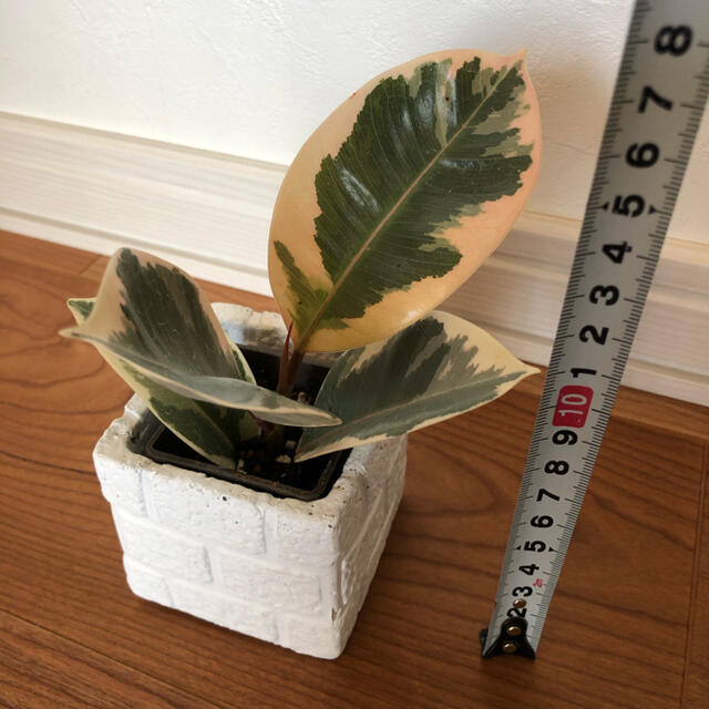 観葉植物 斑入り うっすらピンク ゴムの木 フィカス 抜き苗 苗木の通販 By プルメリア S Shop ラクマ 観葉植物 斑入り うっすらピンク ゴムの木 フィカス 抜き苗 苗木の通販 By プルメリア S Shop ラクマ
