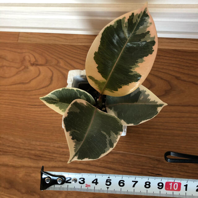 観葉植物 斑入り うっすらピンク ゴムの木 フィカス 抜き苗 苗木の通販 By プルメリア S Shop ラクマ 観葉植物 斑入り うっすらピンク ゴムの木 フィカス 抜き苗 苗木の通販 By プルメリア S Shop ラクマ