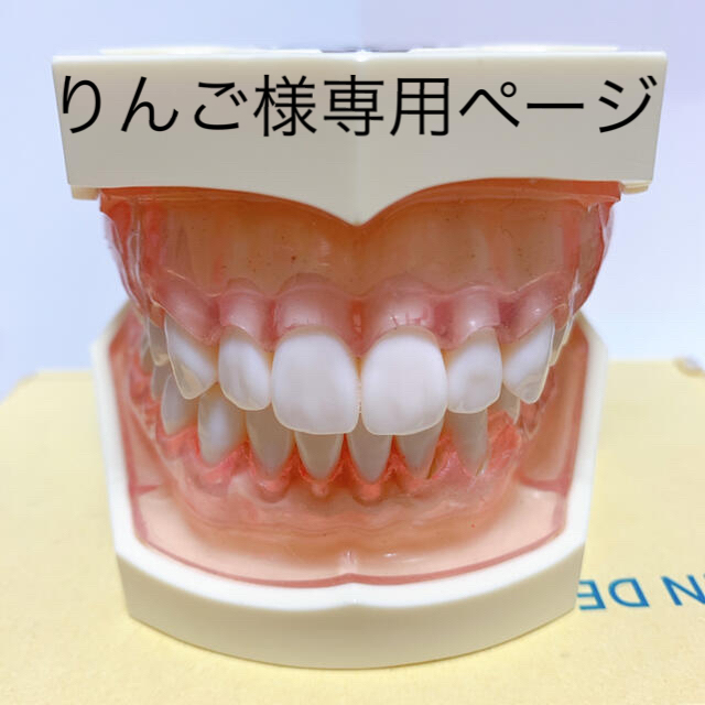 NISSIN DENTAL MODEL 顎模型