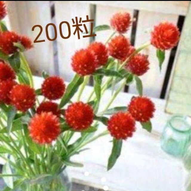 お花の種 ストロベリーフィールド 200粒 ハンドメイドのフラワー/ガーデン(その他)の商品写真