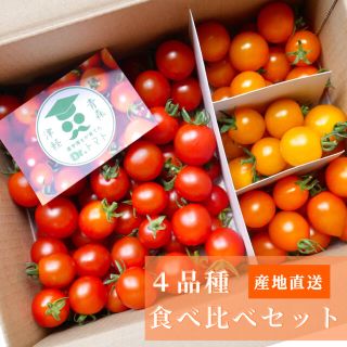 ミニトマト 1kg  [農学博士のDr.トマト] 採れたて☘️産地直送いたします(野菜)