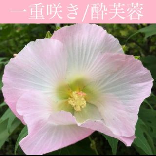 ◆繊細で美しい大輪一重咲き◆ 酔芙蓉/スイフヨウ 【オーガニック種子　30粒】(その他)