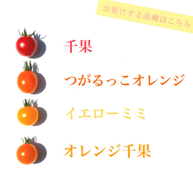 ミニトマト 1kg  [農学博士のDr.トマト] 採れたて☘️産地直送いたします 食品/飲料/酒の食品(野菜)の商品写真