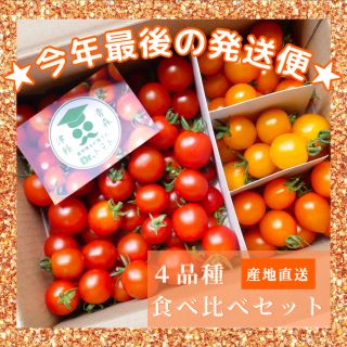 ミニトマト 1kg  [農学博士のDr.トマト] 採れたて☘️産地直送いたします(野菜)