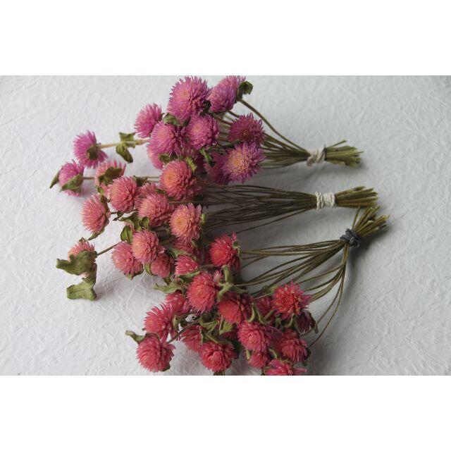 4月中旬まで様専用 千日紅ピンク系３００本 短い枝付き/茎付き ハンドメイドのフラワー/ガーデン(ドライフラワー)の商品写真