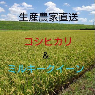 新米です❕玄米5㎏(米/穀物)