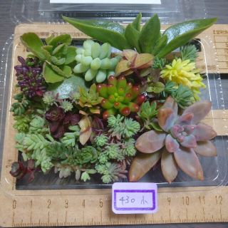 多肉植物　カット苗　430　小(その他)