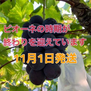 【値下げ】ピオーネ／2kg  11月1日発送分(フルーツ)