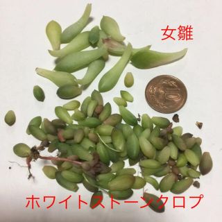 葉挿し用の葉っぱ◆多肉植物(その他)