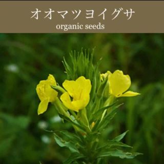 ◆オオマツヨイグサ◆大待宵草◆夜に咲く美しい黄花【オーガニック種子　50粒】(その他)