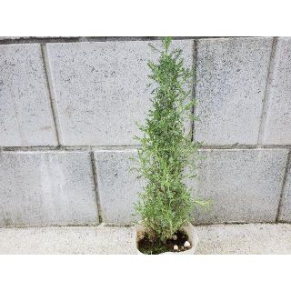 サントリナグレー　ハーブポット苗　観葉植物　Xmas寄せ植え　クリスマスツリー　(プランター)