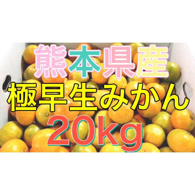 熊本県産極早生みかん20kg 食品/飲料/酒の食品(フルーツ)の商品写真
