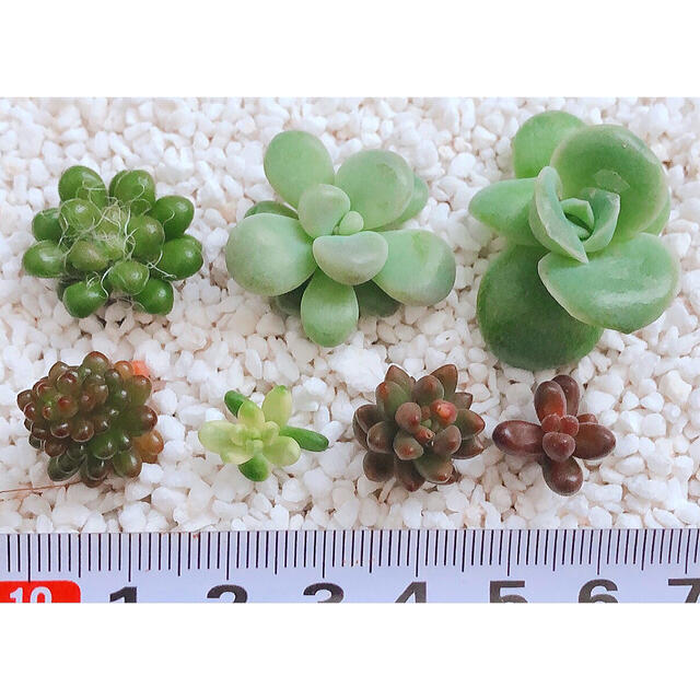 多肉植物　カット苗　レア入り.☆.。.:*・ ハンドメイドのフラワー/ガーデン(その他)の商品写真