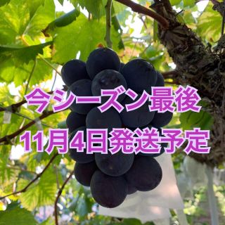 【今季最後！】ピオーネ／2kg  11月4日発送予定(フルーツ)