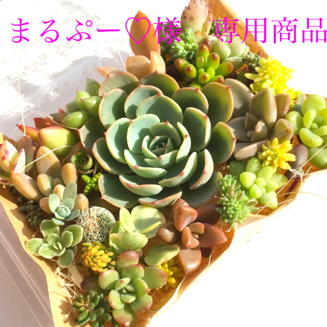 まるぷー♡様　専用商品　多肉植物　七福神メイン　セット ハンドメイドのフラワー/ガーデン(その他)の商品写真