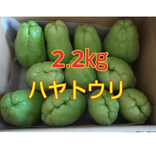 ハヤトウリ 無農薬 自家栽培 2.2㎏(野菜)