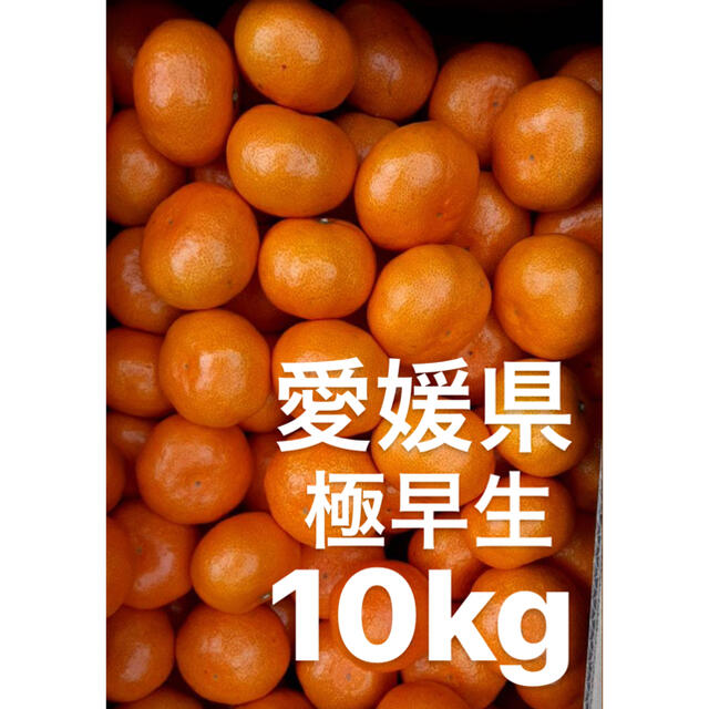 愛媛県産　極早生みかん　柑橘　5kg