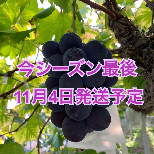 【今季最後です】ピオーネ／2kg   11月4日発送予定 食品/飲料/酒の食品(フルーツ)の商品写真