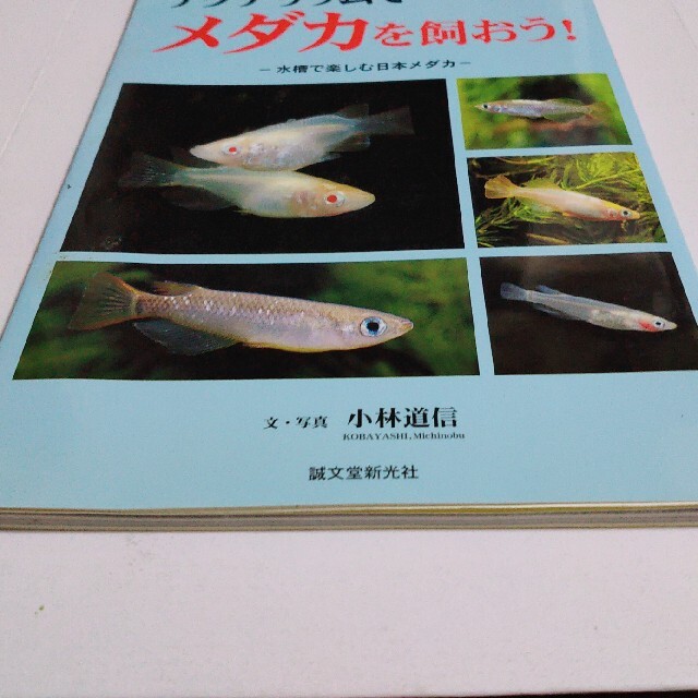 アクアリウムでメダカを飼おう！ 水槽で楽しむ日本メダカ エンタメ/ホビーの本(住まい/暮らし/子育て)の商品写真