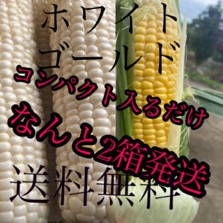 ゴールドラッシュホワイトコンパクト入るだけ2箱発送‼️(野菜)