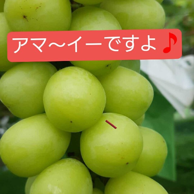 シャインマスカット新鮮蔵出し2キロ入り - フルーツ