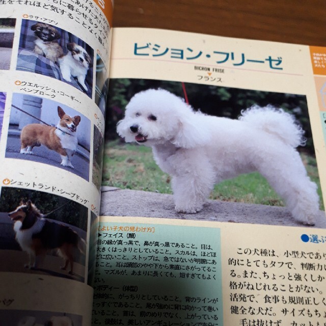 犬の選び方ガイドブック 暮らしを豊かにする エンタメ/ホビーの本(住まい/暮らし/子育て)の商品写真