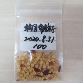 韓国　青唐辛子タネ　100個(野菜)