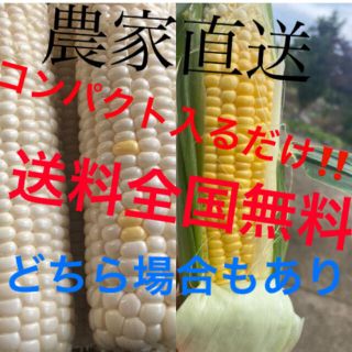 発送直前セールホワイトゴールドラッシュ入るだけ送料無料‼️(野菜)